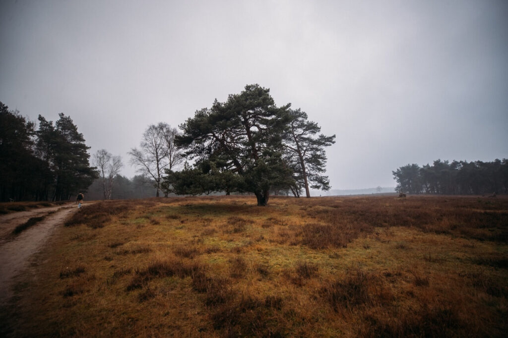 Romantic Cottage in the Veluwe for a Quiet Getaway in Nature Misty moorland with lone tree