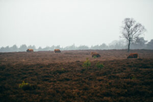 Stay Near Hoge Veluwe for Nature, Space and a Relaxing Break Cows grazing in a moor.
