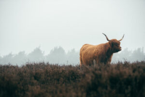 Stay Near Hoge Veluwe for Nature, Space and a Relaxing Break Highland cow in misty field