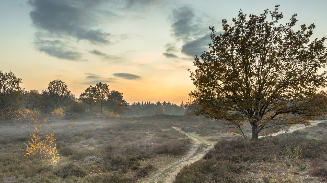 hiking trail through heathland in autumn colors crop